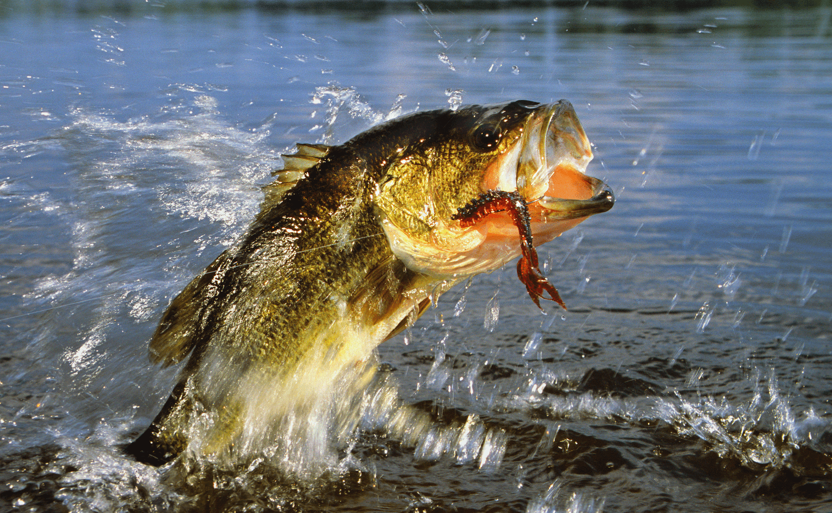 Bass-Large-Small-Mouth-Fishing-Guide