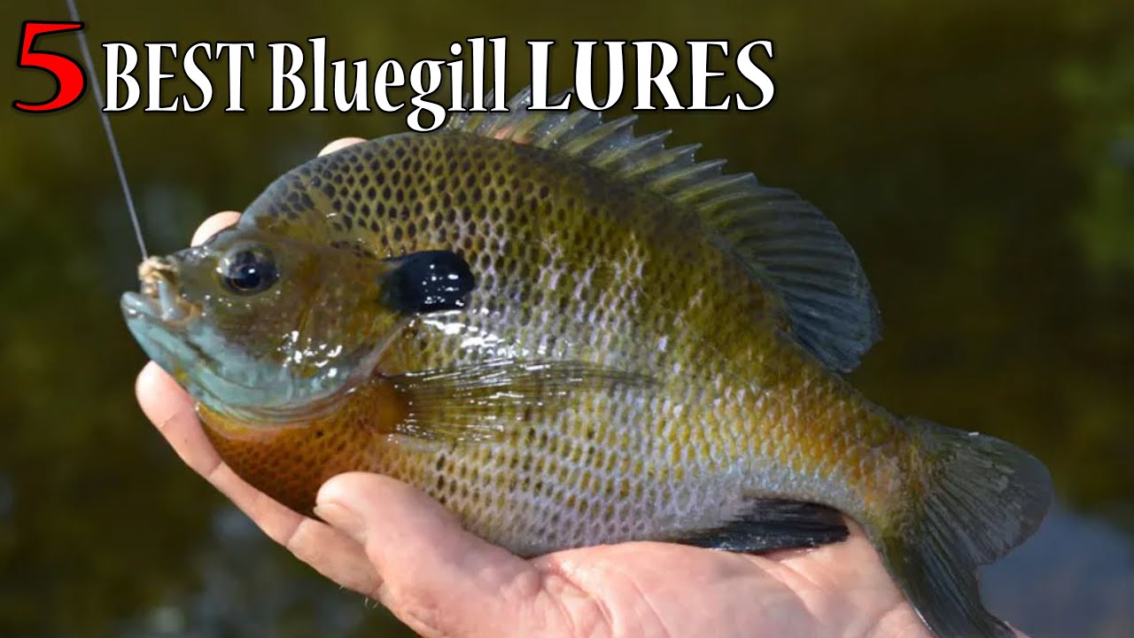 Fishing Lake Report - Best Blue Gill Fishing Baits Lures Guide Qktknd8V6Uc