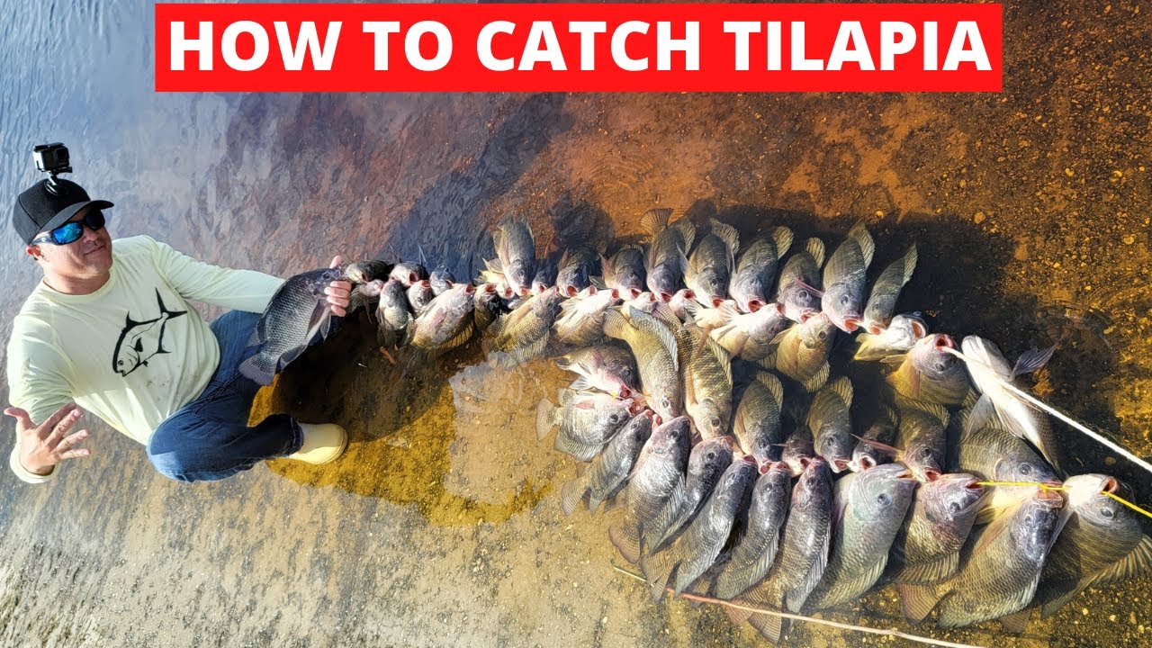 Fishing Lake Report - Best Tilapia Fishing Baits Lures Guide Nofppjd8Tlg
