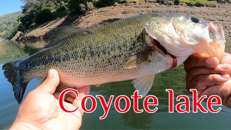 Coyote Lake Fishing Report Guide
