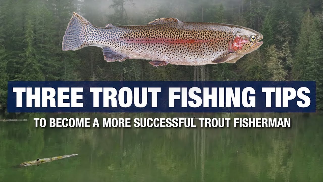 Cutthroat Trout Fishing Guide: Techniques, Tips, and Insights - The ...