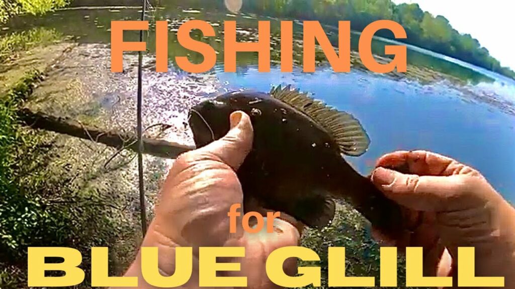 Springfield Lake Fishing Guide